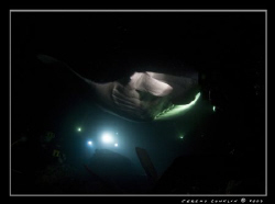 Manta at night, the green is a glowstick reflecting off t... by Jeremy Conklin 